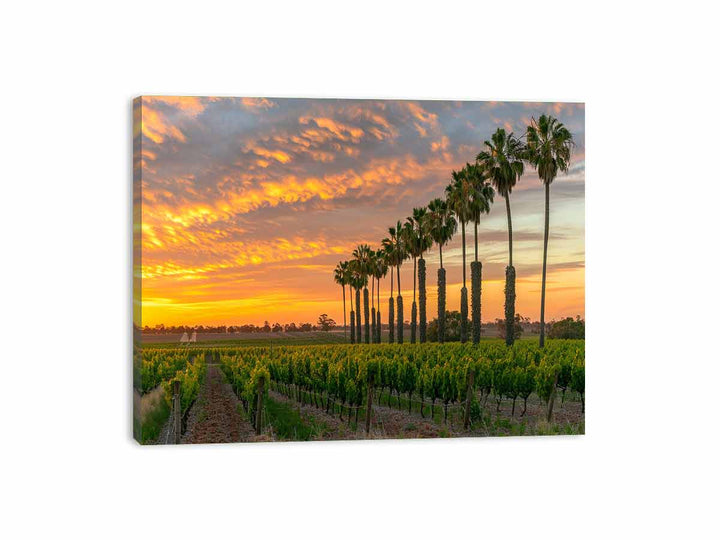 Barossa Vineyards  Canvas Print