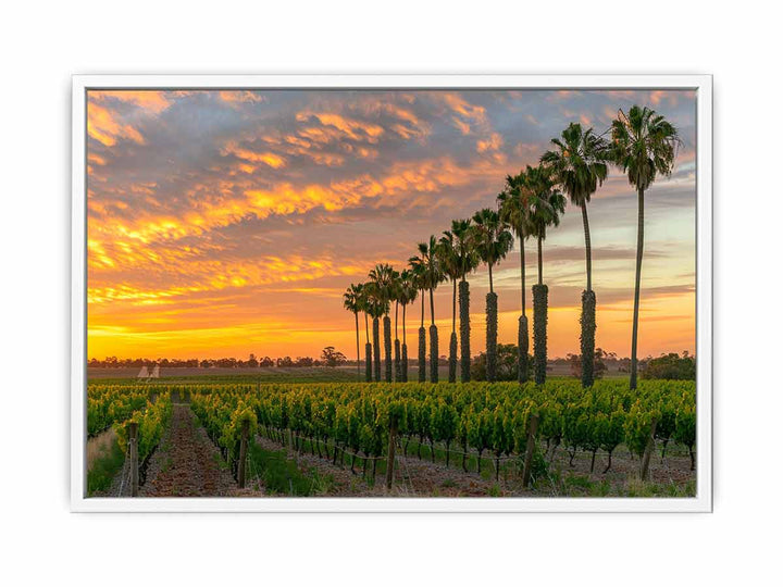 Barossa Vineyards  Framed Print