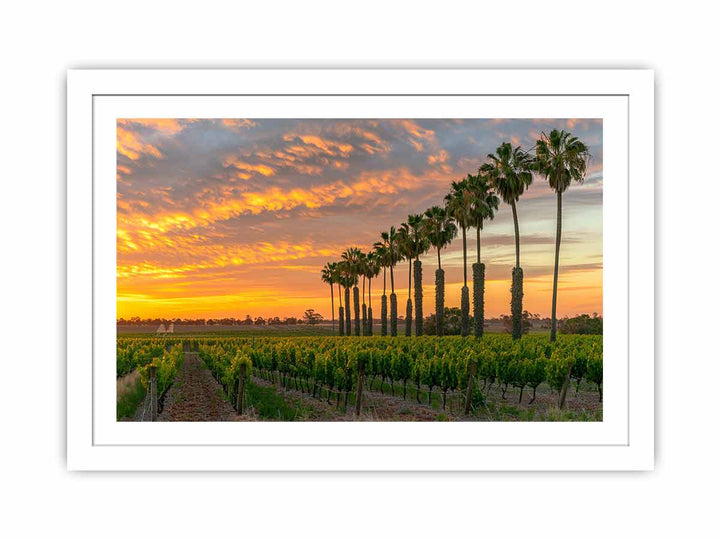 Barossa Vineyards  Streched canvas