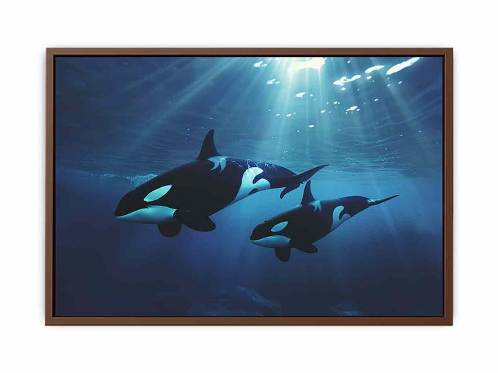 Orcas Swimming  Poster