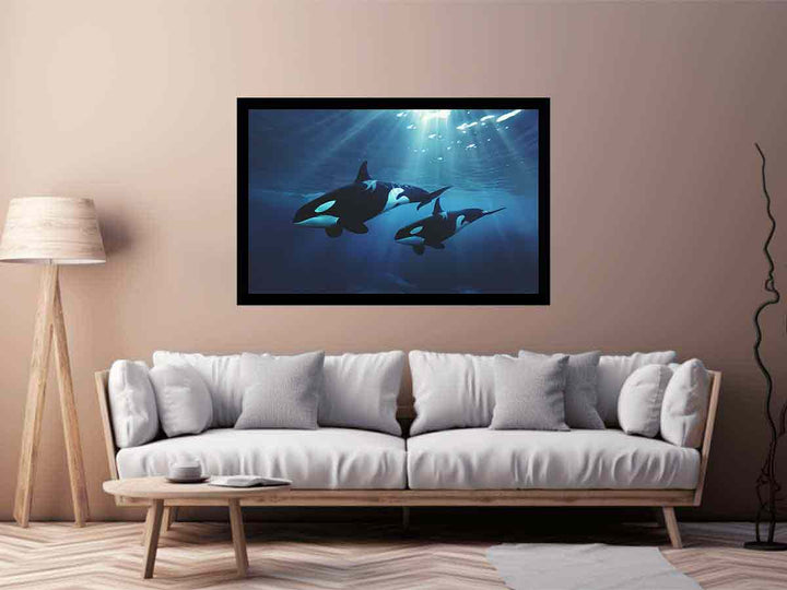 Orcas Swimming 