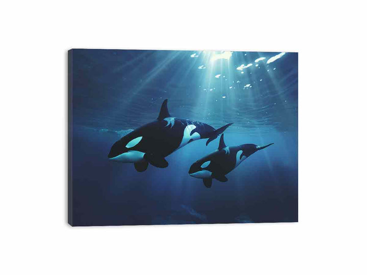 Orcas Swimming Canvas Print