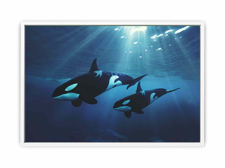 Orcas Swimming Framed Print