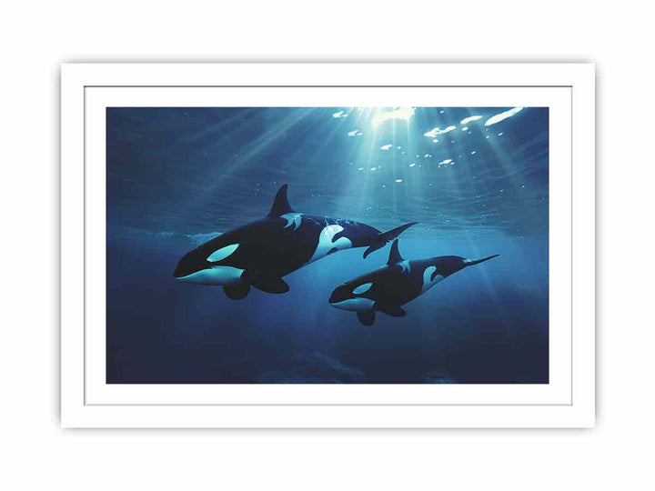 Orcas Swimming Streched canvas