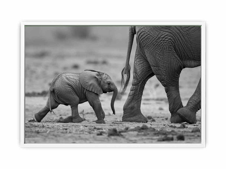 Baby Elephant   Framed Print