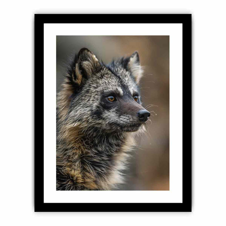 Racoon Dog  Art Print