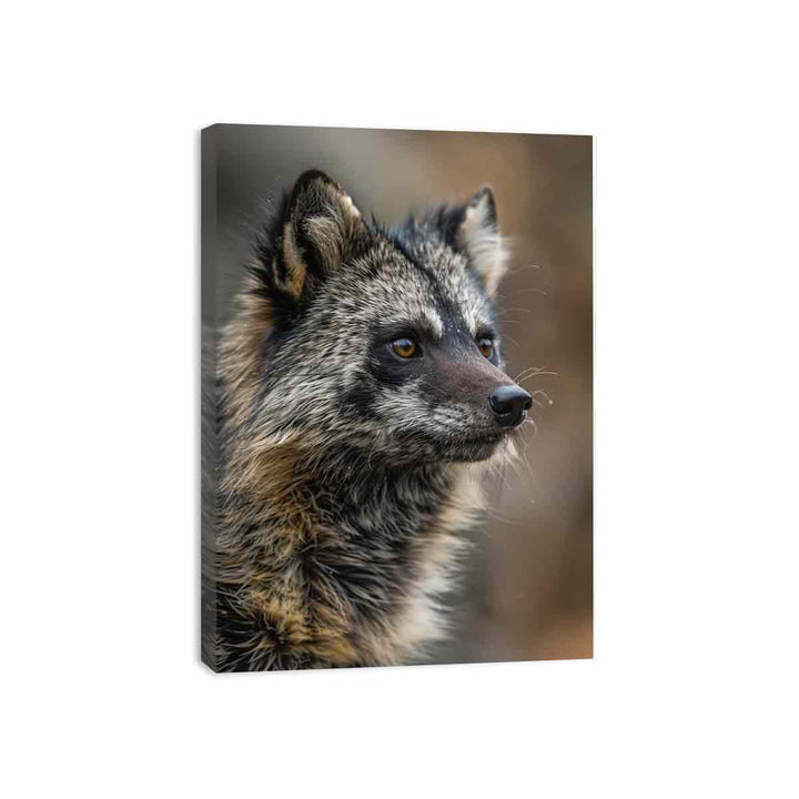 Racoon Dog Canvas Print