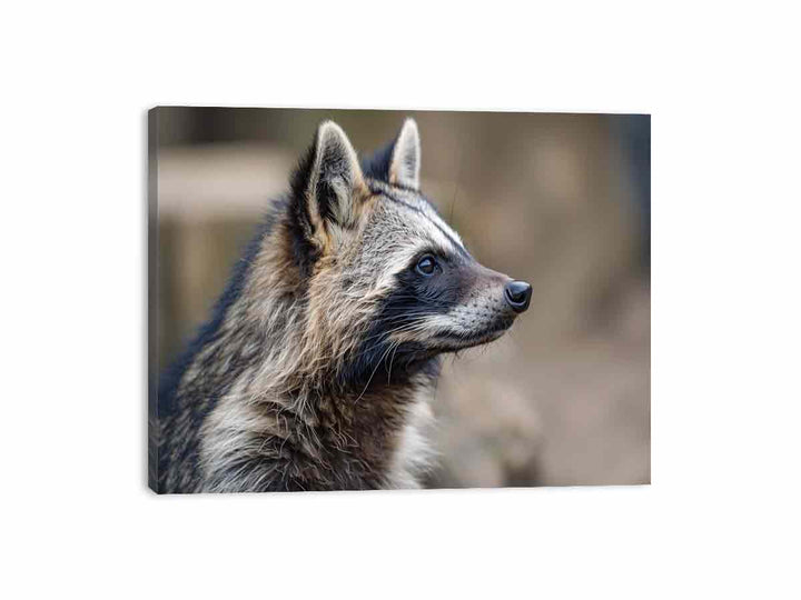 Racoon Dog Canvas Print