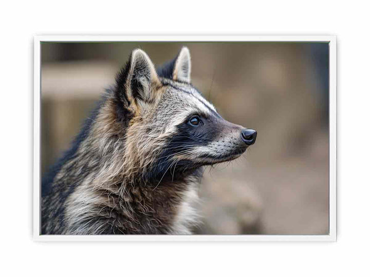 Racoon Dog Framed Print