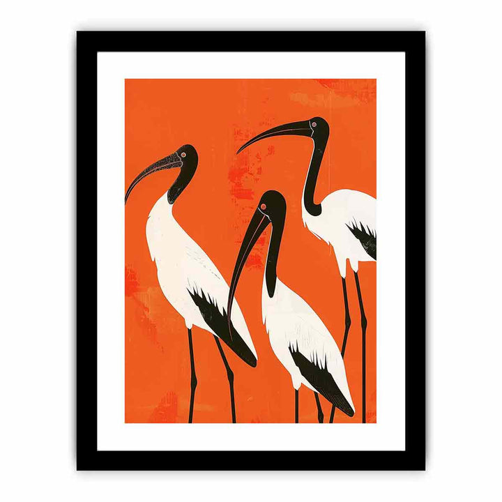 3 Ibis  Art Print