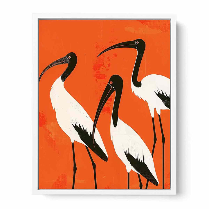 3 Ibis Framed Print