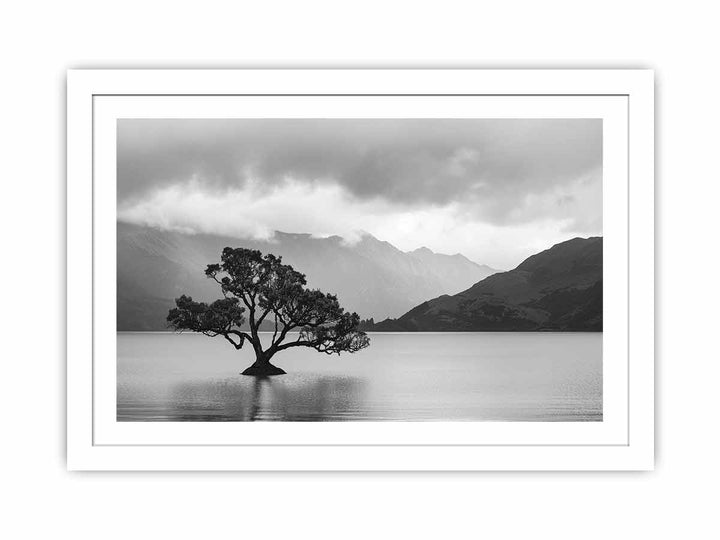 Isolated Tree Streched canvas