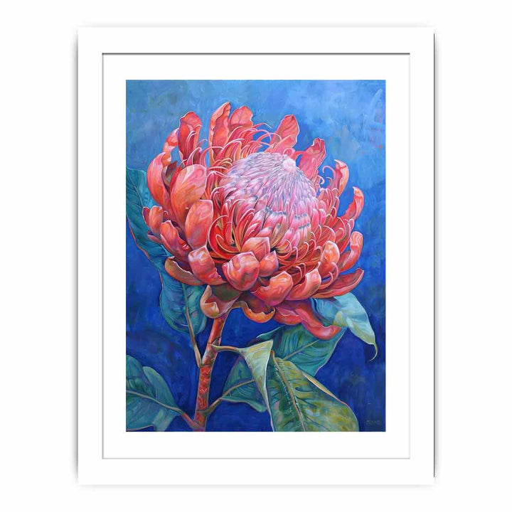 Waratah  Streched canvas