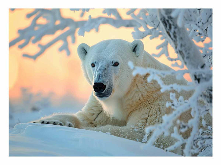 Cute Polar Bear