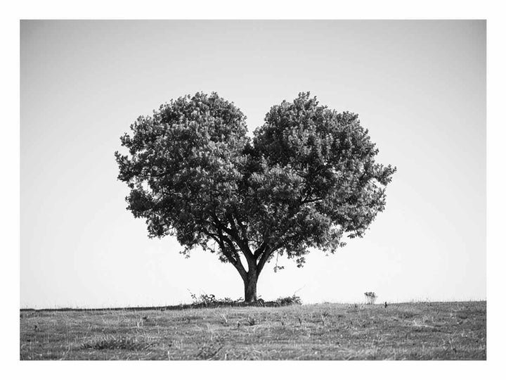 Tree Heart