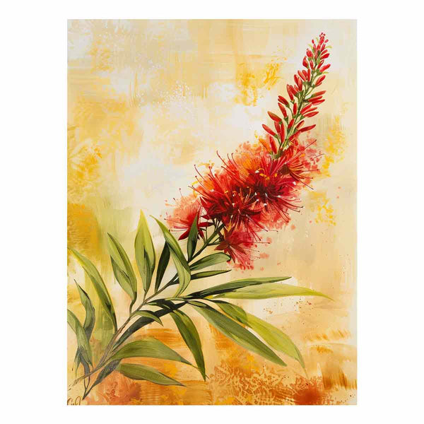 Callistemon 