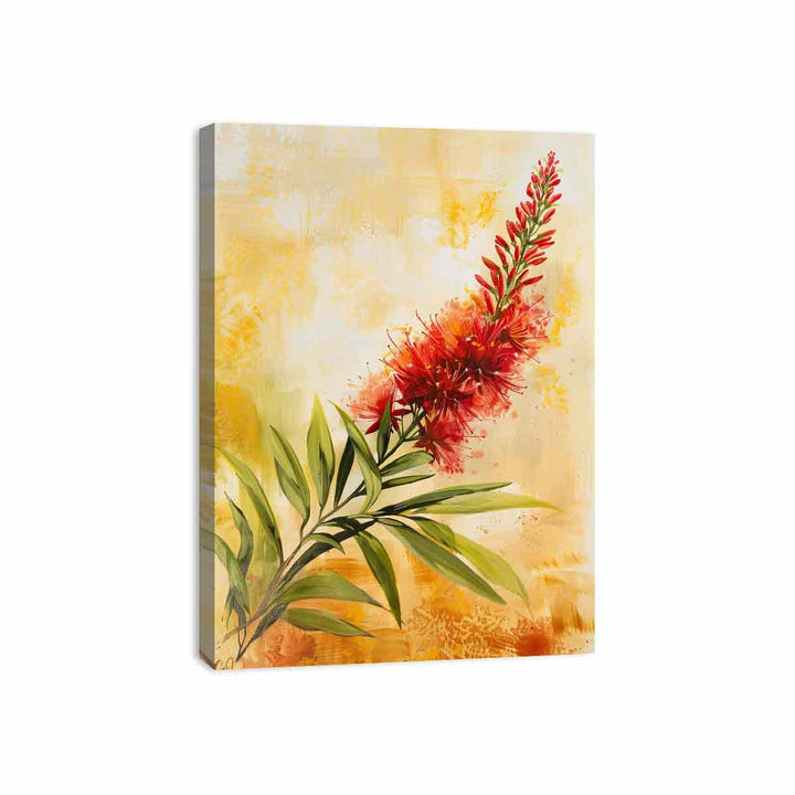 Callistemon  Canvas Print