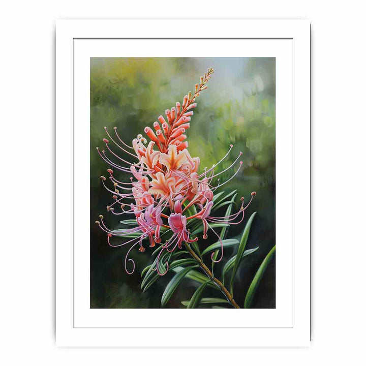 Grevillea Flower Streched canvas