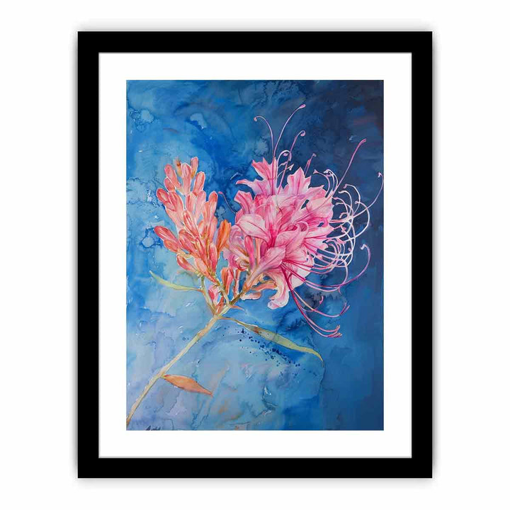 Grevillea   Art Print