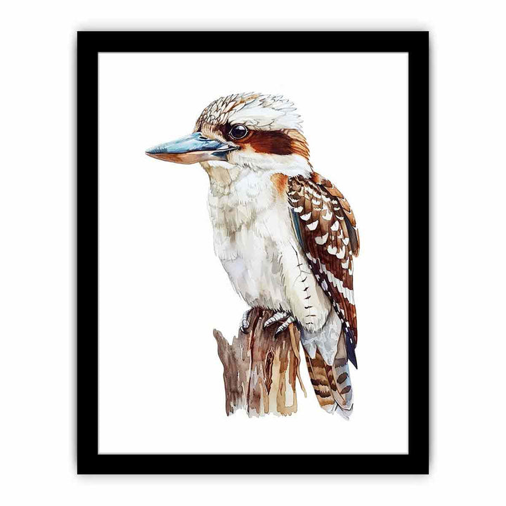 Kookaburra   Art Print