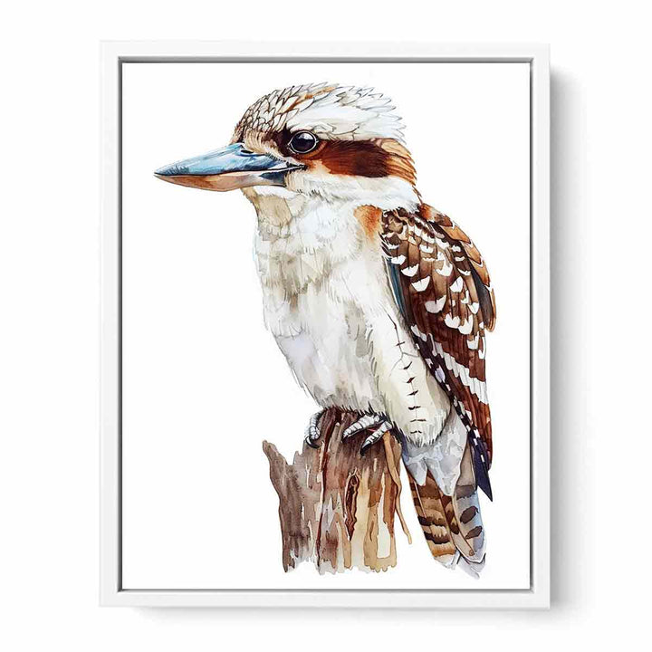 Kookaburra  Framed Print