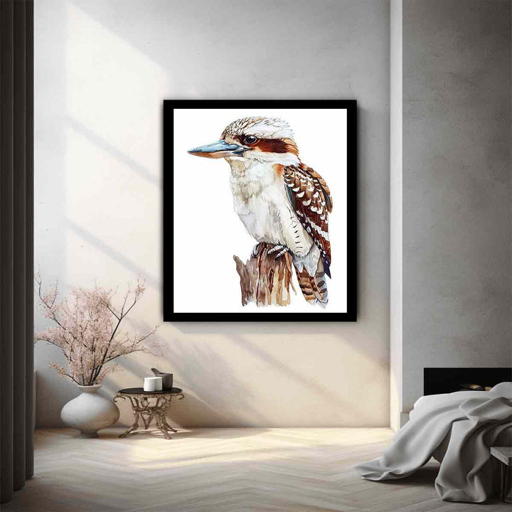 Kookaburra  