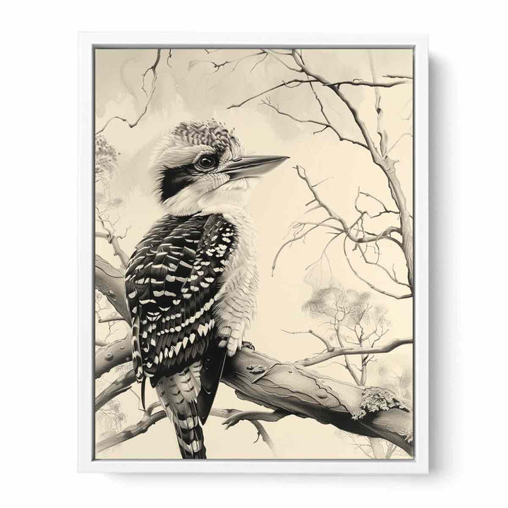 Kookaburra  Framed Print