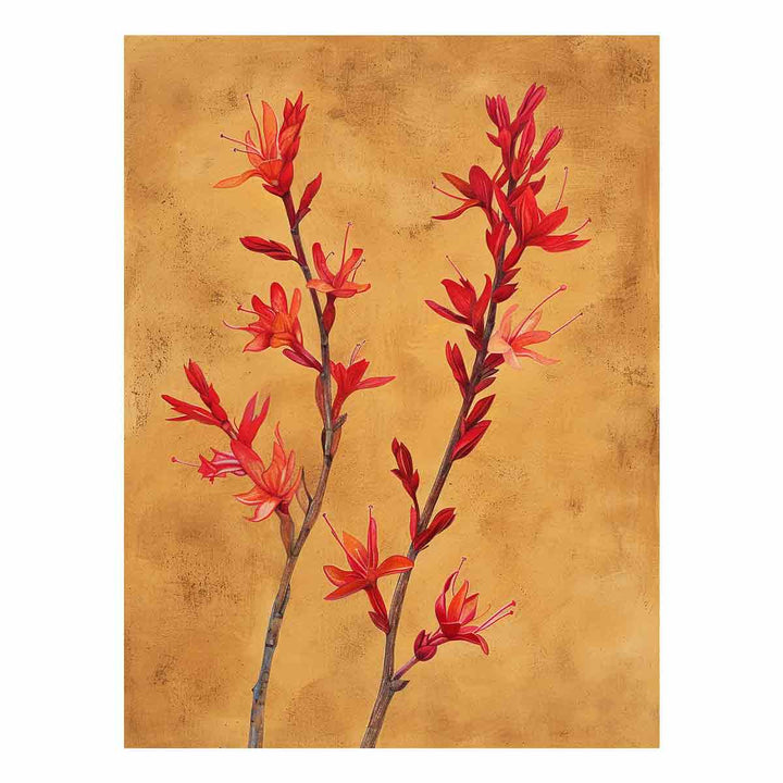 Kangaroo Paw