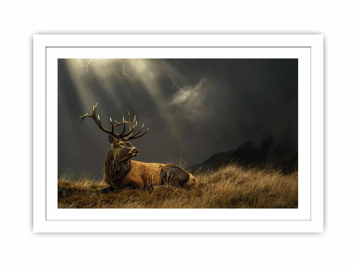 Majestic Stag Streched canvas