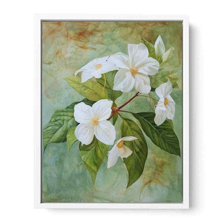 Swainsona Formosa Flower Framed Print