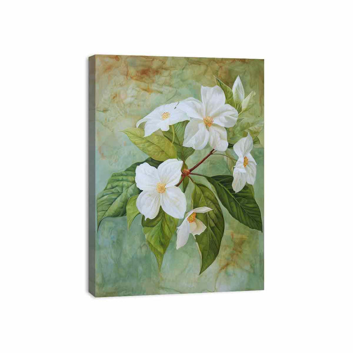 Swainsona Formosa Flower Canvas Print