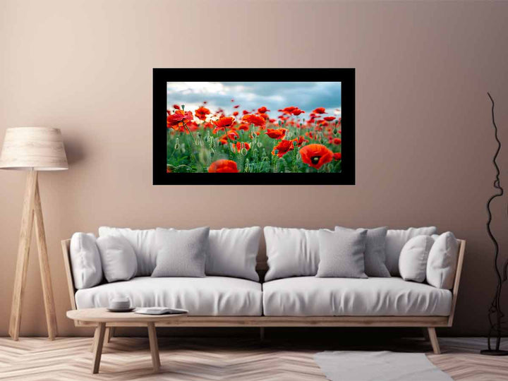 Red Poppy Filed  