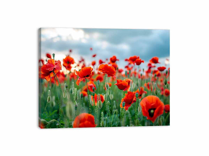 Red Poppy Filed  Canvas Print