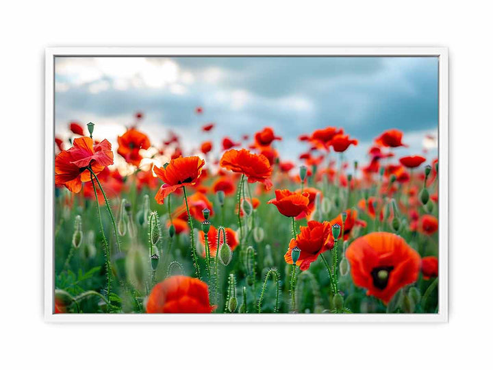 Red Poppy Filed  Framed Print