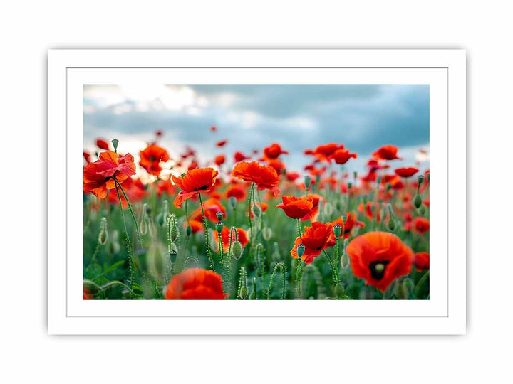 Red Poppy Filed  Streched canvas