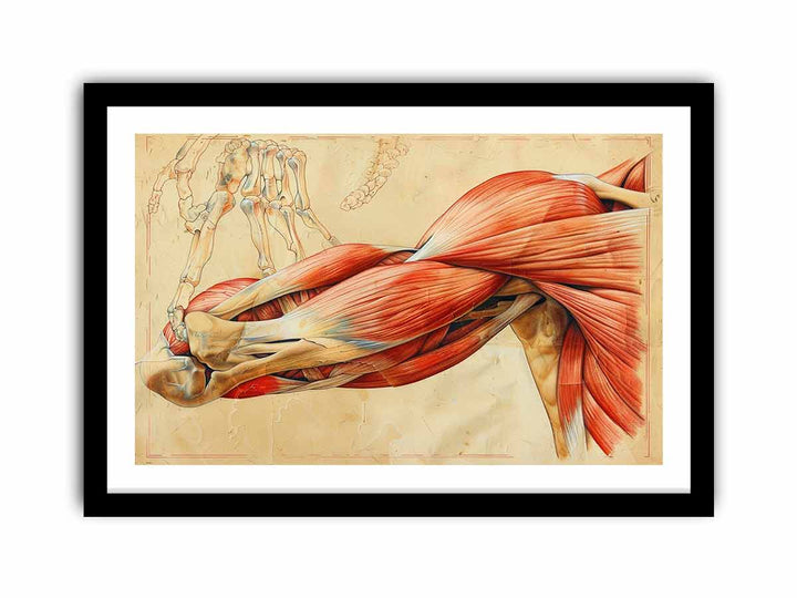 Muscles  Art Print