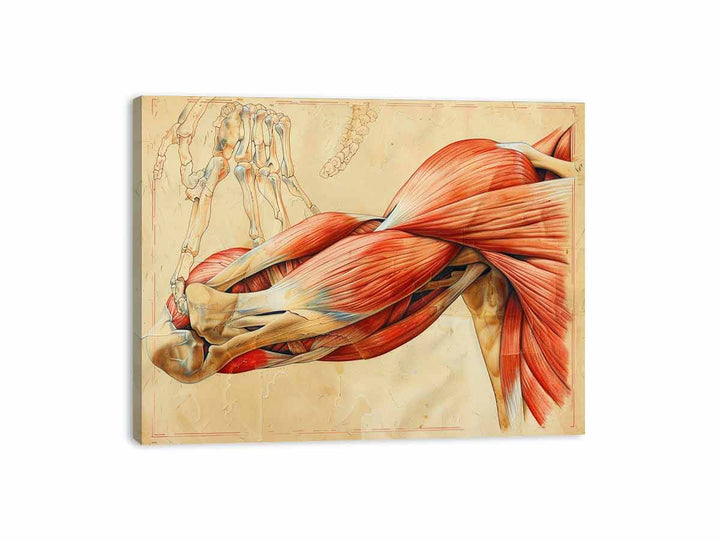 Muscles Canvas Print