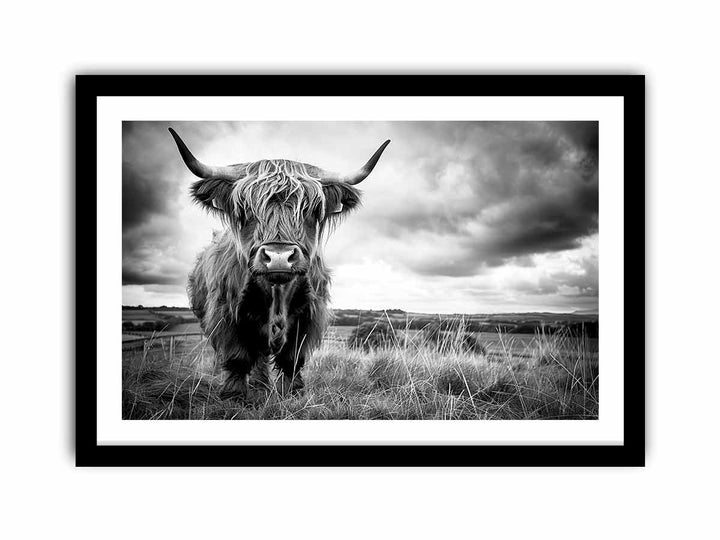 Stormy The Highland Cow  Art Print