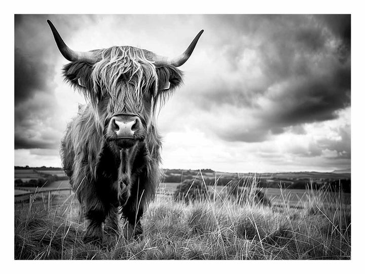 Stormy The Highland Cow