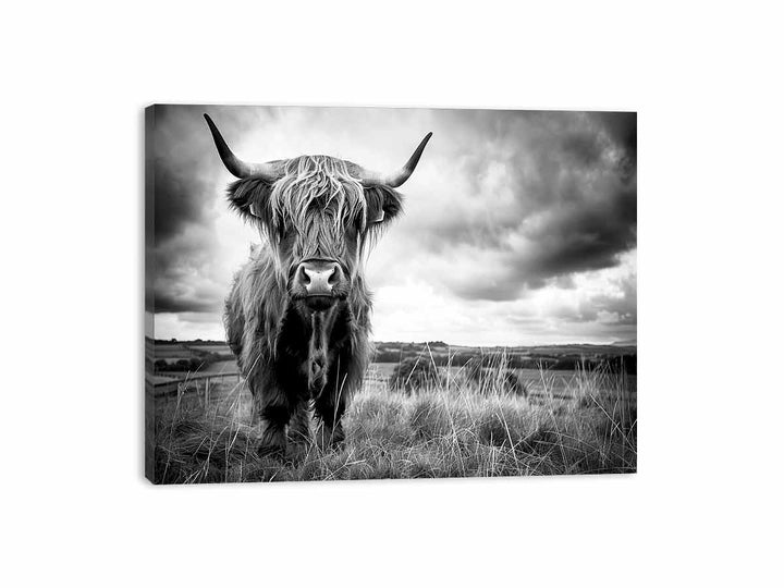 Stormy The Highland Cow Canvas Print