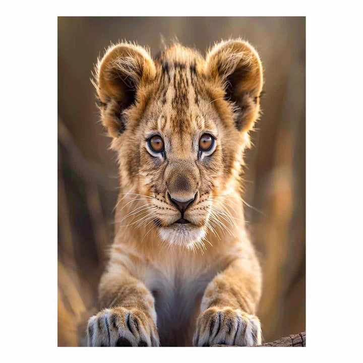 Lion Cub