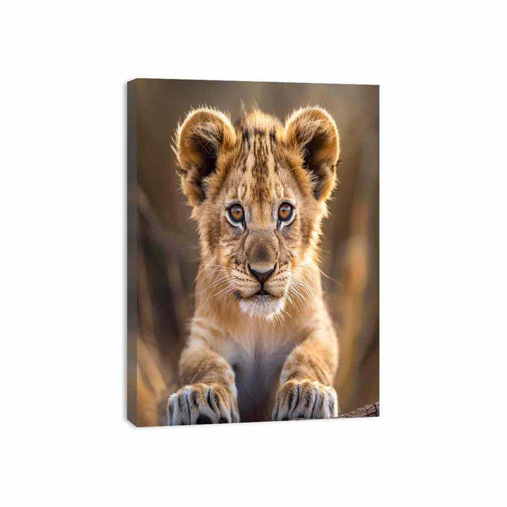 Lion Cub Canvas Print