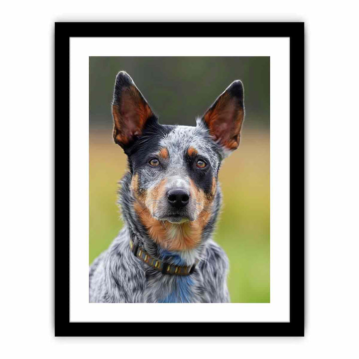 Cattle Dog  Art Print