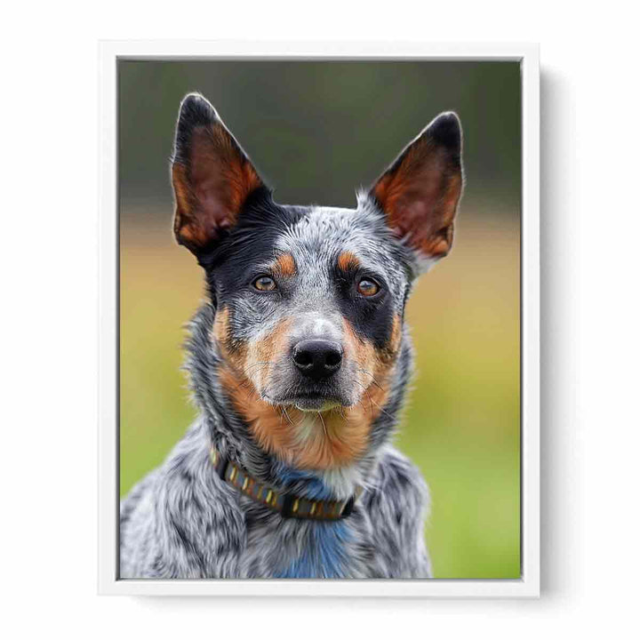 Cattle Dog Framed Print