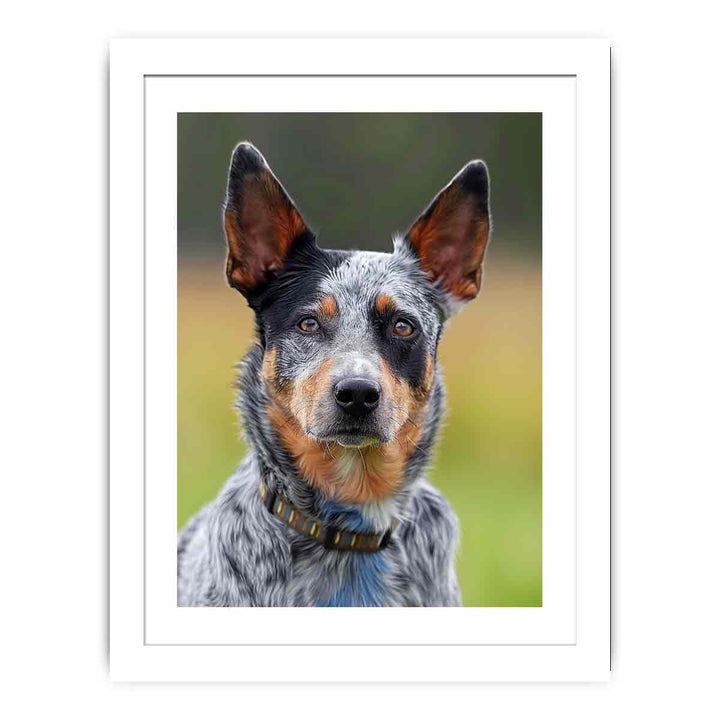 Cattle Dog Streched canvas