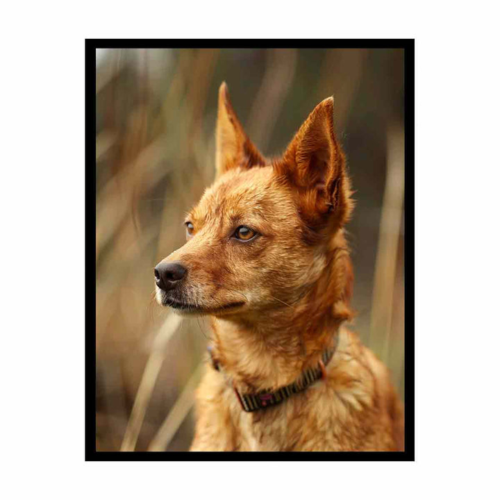 Red Heeler  Painting