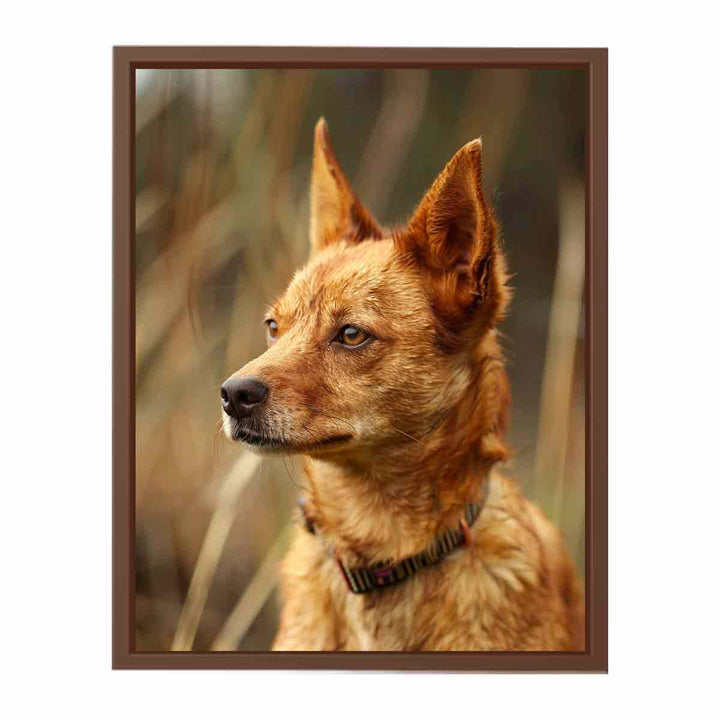 Red Heeler  Poster