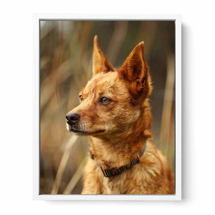 Red Heeler Framed Print