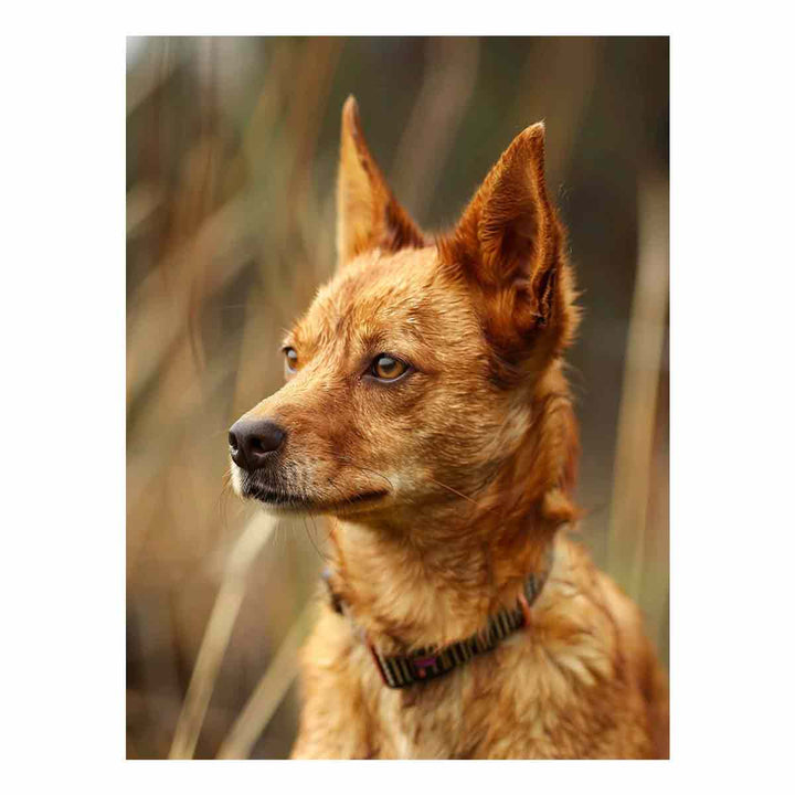 Red Heeler