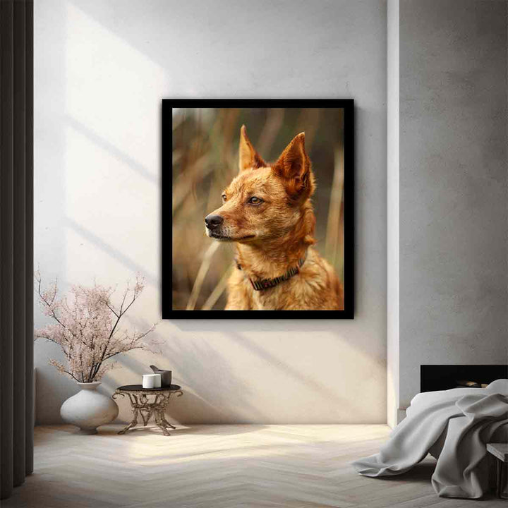 Red Heeler 